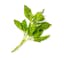 chopped basil icon