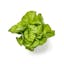 Boston butter lettuce leaf icon