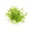 finely grated lime zest  icon