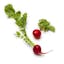 radish icon